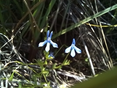 Lobelia quadrangularis