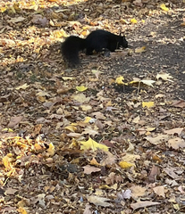 Sciurus carolinensis