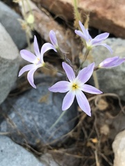 Leucocoryne violacescens