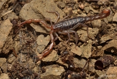 Vaejovidae