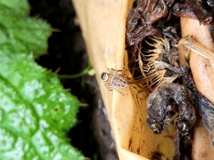 Maratus griseus