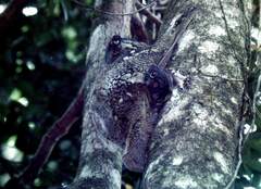 Galeopterus variegatus