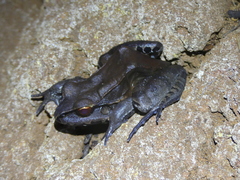 Leptodactylus pentadactylus