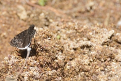 Erynnis tristis tatius