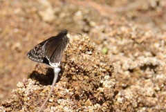Erynnis tristis tatius