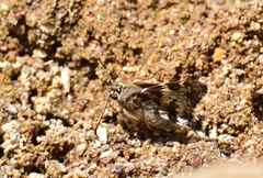 Zestusa elwesi
