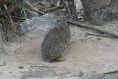 Galea leucoblephara