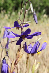 Conanthera bifolia