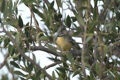 Stigmatura budytoides