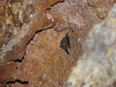 Peropteryx