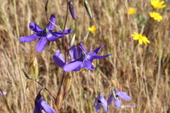 Conanthera bifolia