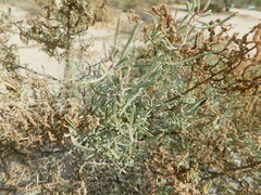 Atriplex linearis