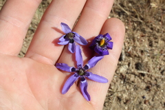 Conanthera bifolia