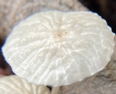 Marasmiellus