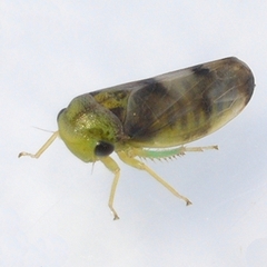Pediopsoides distinctus