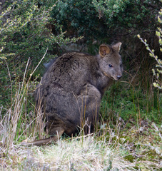 Thylogale billardierii