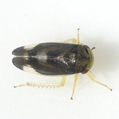 Pediopsoides distinctus