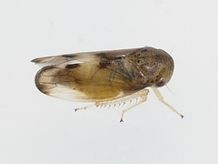 Pediopsoides distinctus