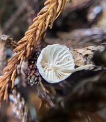 Marasmiellus