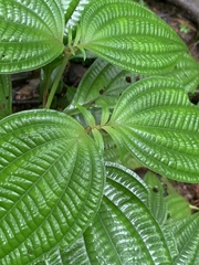 Miconia trichocalyx