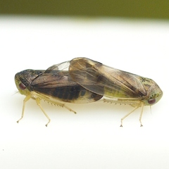 Pediopsoides distinctus