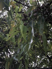 Corymbia ptychocarpa