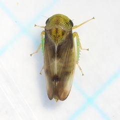 Pediopsoides distinctus