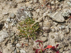 Poa maniototo