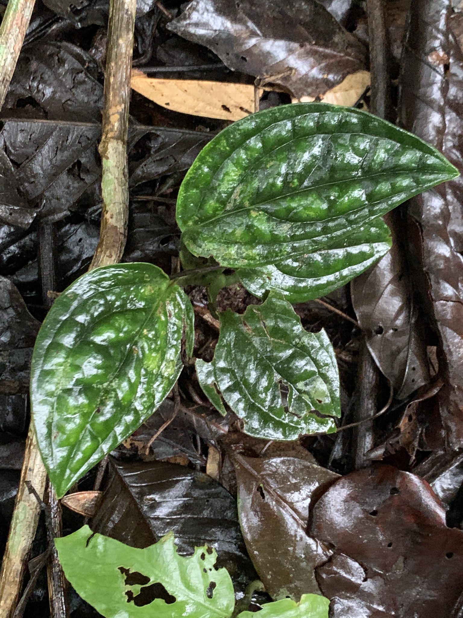 Monstera karstenianum