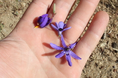 Conanthera bifolia