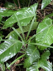 Calathea lutea