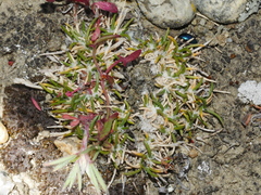 Poa maniototo