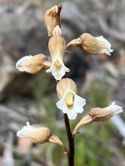 Gastrodia procera