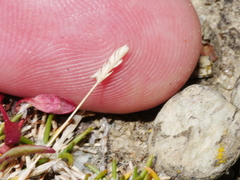 Poa maniototo