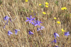 Conanthera bifolia