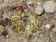 Poa maniototo