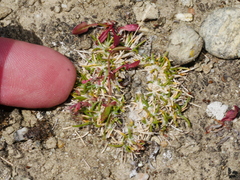 Poa maniototo