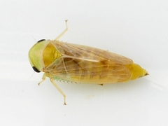 Pediopsoides distinctus
