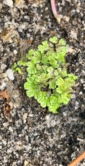 Riccia