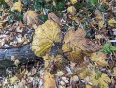 Ribes sanguineum