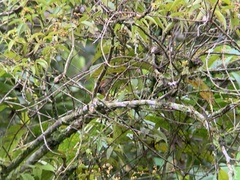 Cranioleuca erythrops