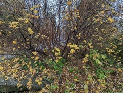 Ribes sanguineum