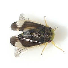 Pediopsoides distinctus
