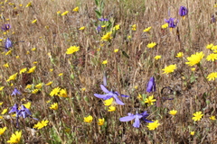 Conanthera bifolia