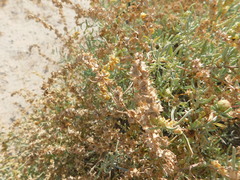 Atriplex linearis
