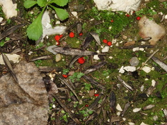 Scutellinia