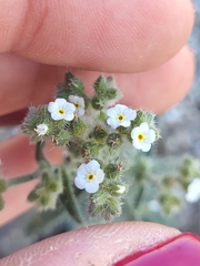 Johnstonella angustifolia