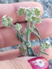 Johnstonella angustifolia