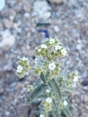Johnstonella angustifolia