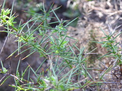 Genista hirsuta